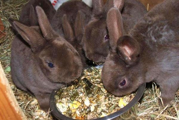 Los conejos adultos comen alimentos equilibrados