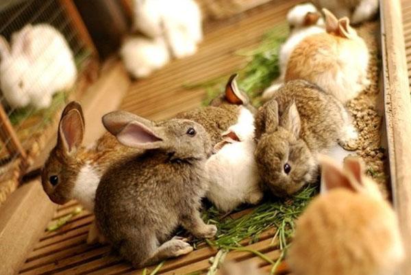 Les lapins mangent de l'herbe