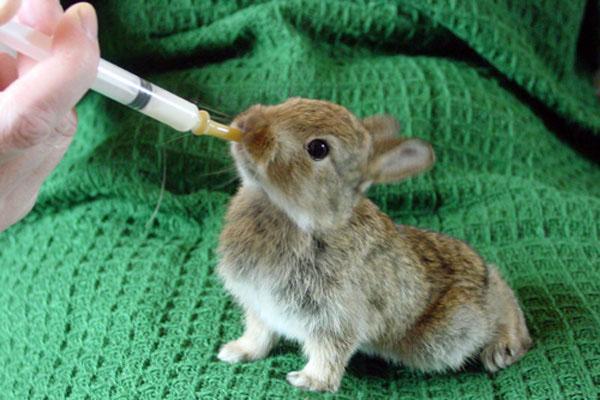 Bébé lapin sur alimentation artificielle