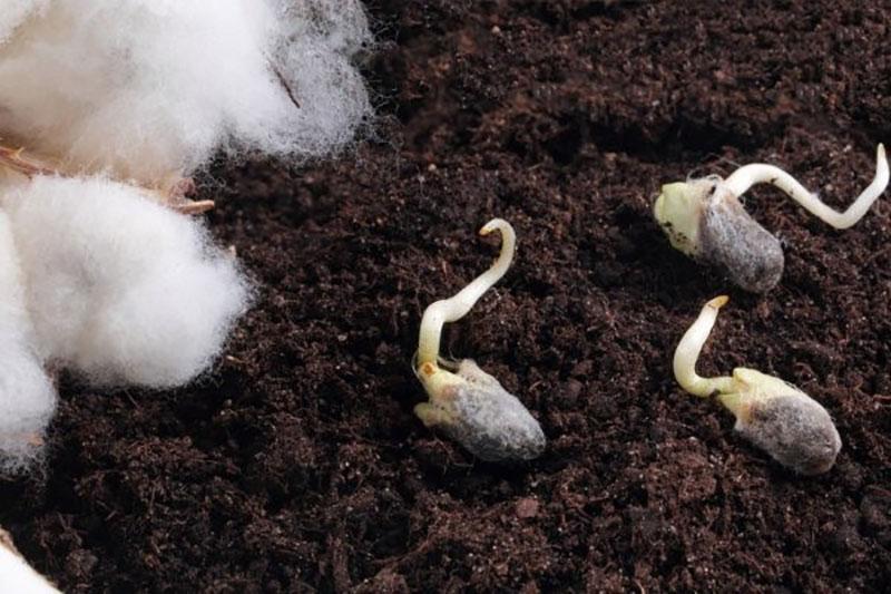 germinación de semillas de algodón