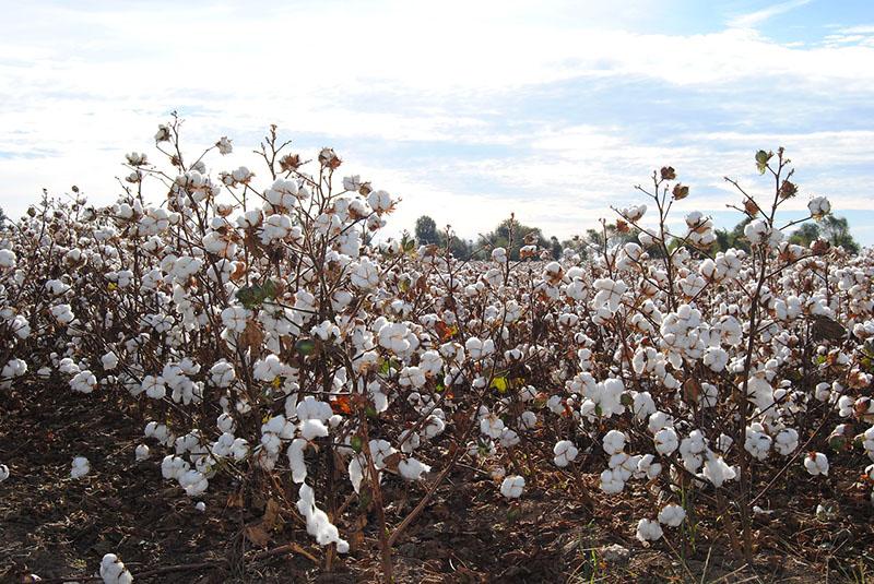 Champ de coton