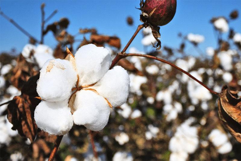 maduración del algodón