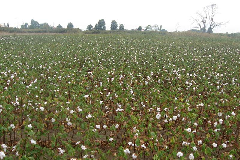 la culture du coton