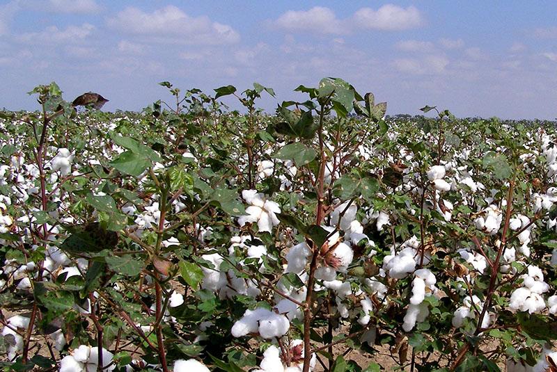 condiciones confortables para el algodón