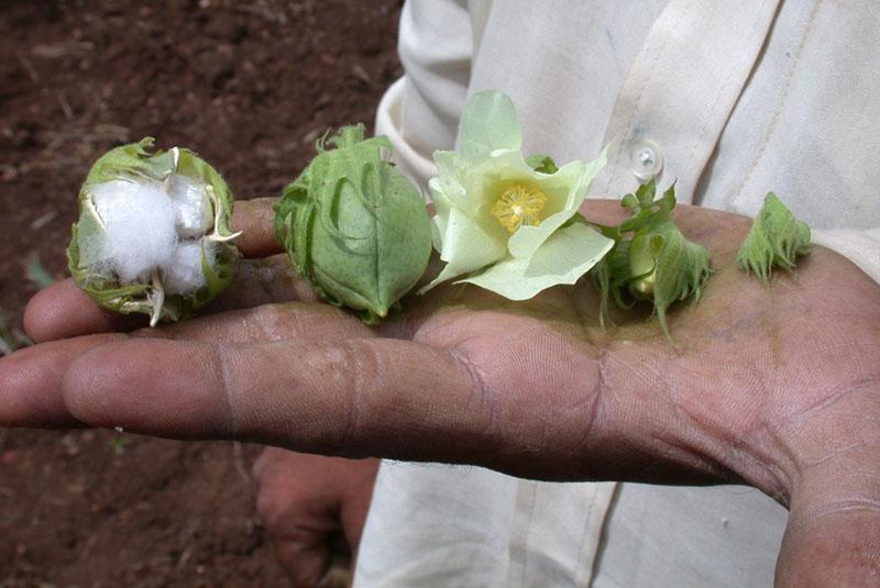 stades de maturation du coton