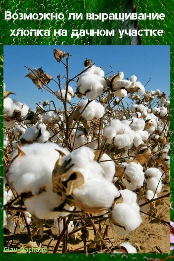 la culture du coton