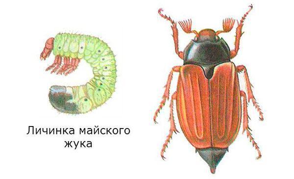 larva y escarabajo adulto