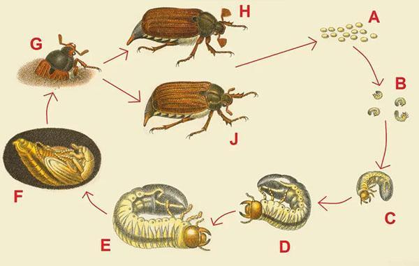 ciclo de desarrollo del escarabajo