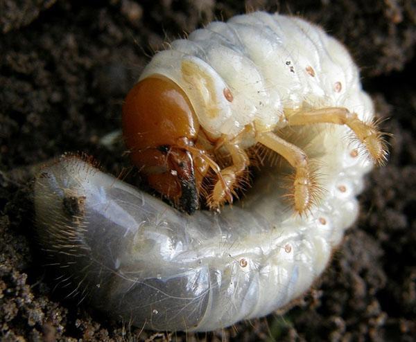 larva de escarabajo