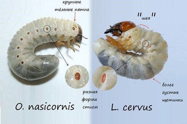 larvas de escarabajo de rinoceronte y ciervo