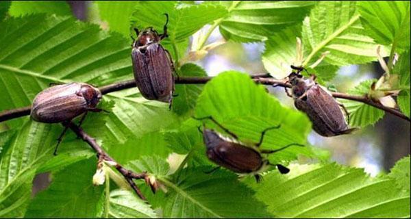 lucha de escarabajos