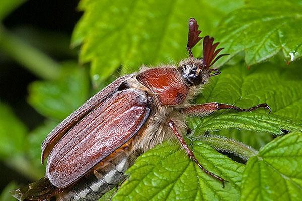 Puede escarabajo en el jardín