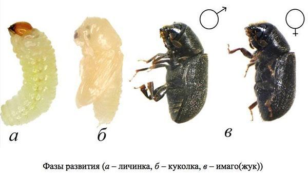 fases de desarrollo del escarabajo de la corteza