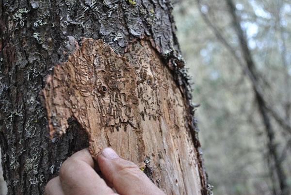 el árbol se ve afectado por el escarabajo de la corteza