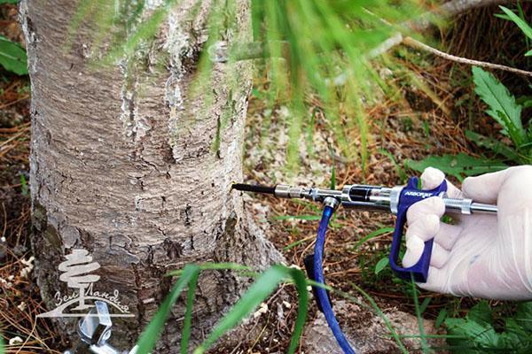 lucha con el escarabajo de la corteza en el jardín