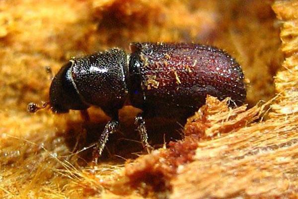 escarabajo corteza escarabajo plaga de jardín