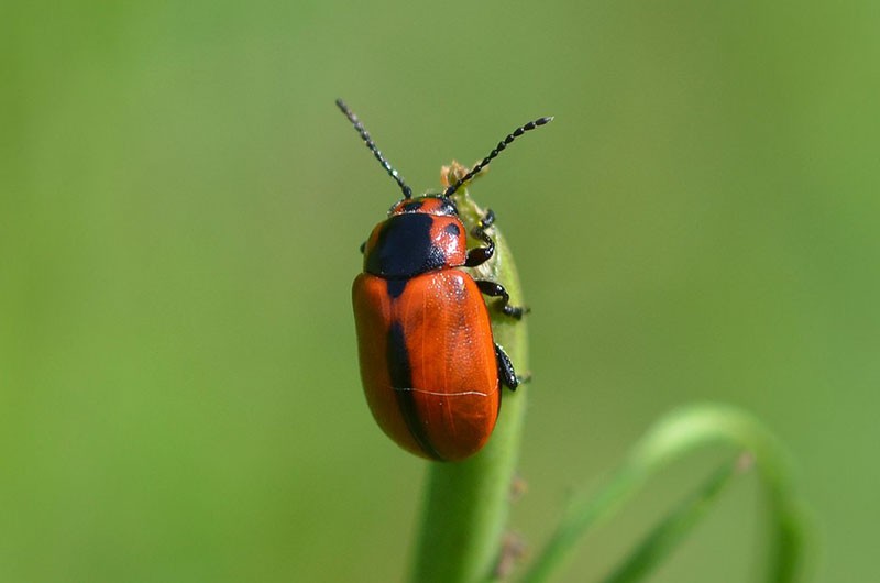 coléoptère colza