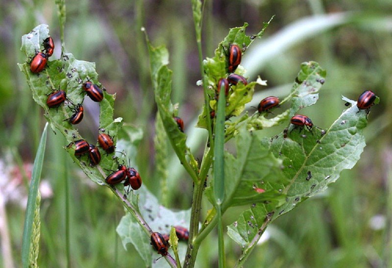 invasion de coléoptères