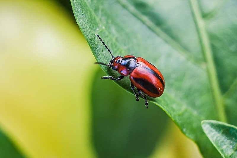 chrysomèle du colza nuisible