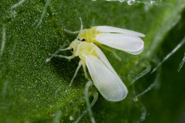 mosca blanca en berenjena