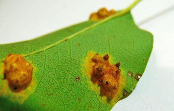 rouille sur la feuille