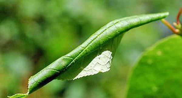 hoja de pera enrollada