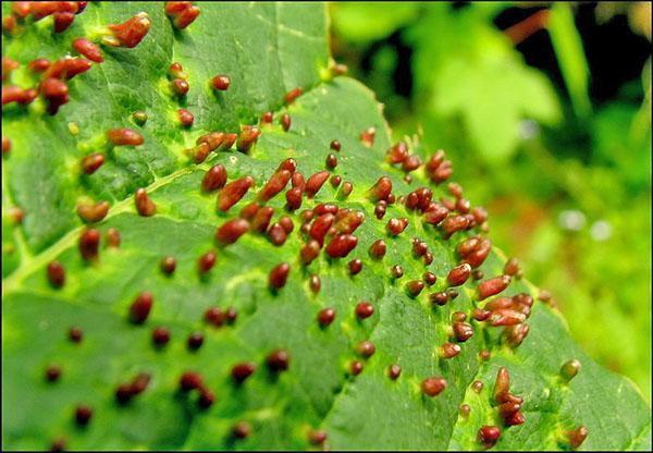 acarien sur une poire