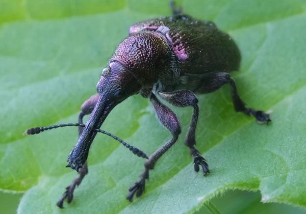 gorgojo o escarabajo de la flor de la pera