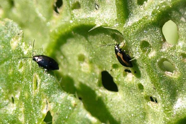 besoins de lutte antiparasitaire