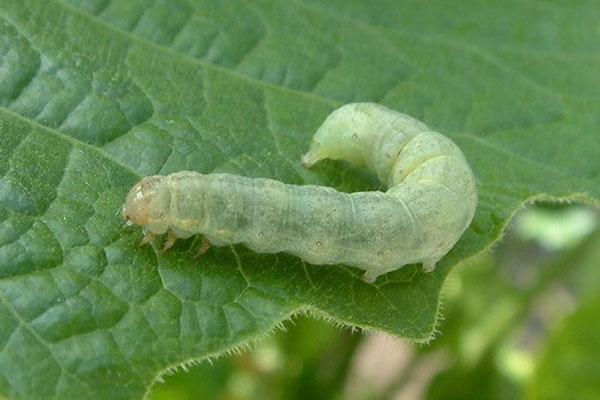 chenille de papillon