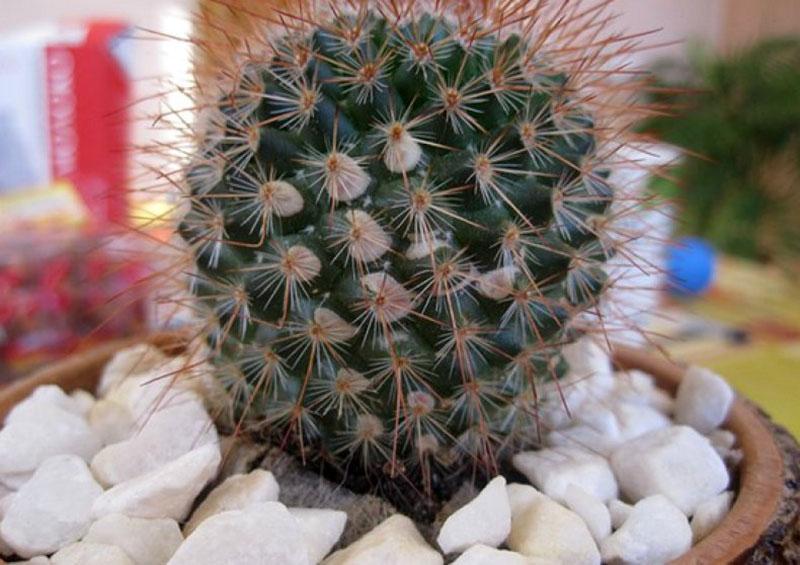 cactus saludable