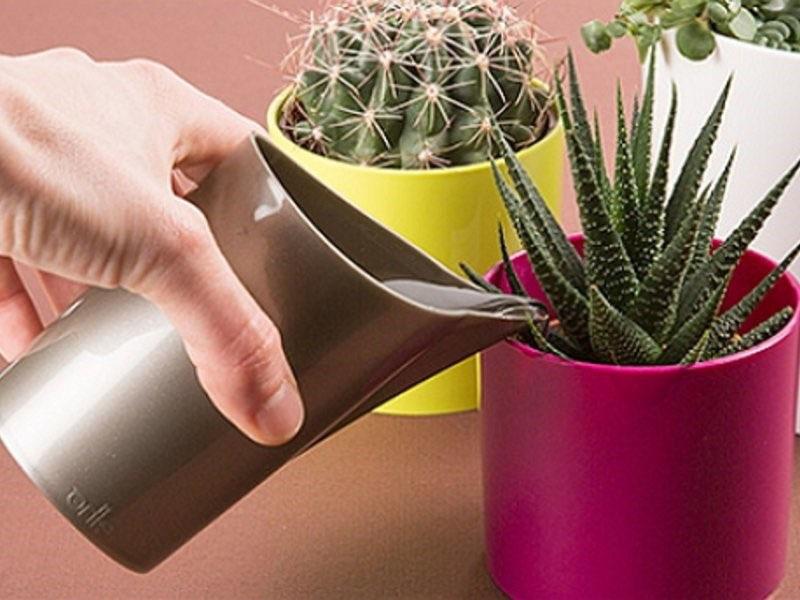 renverser des cactus avec un fongicide