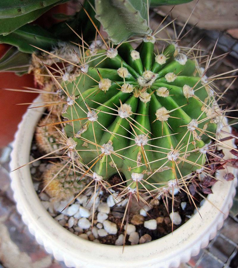 la plante a besoin d'aide