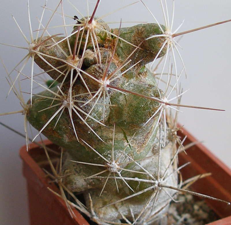 daño a los cactus por plagas