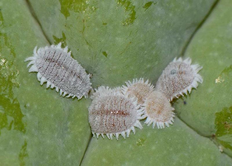 cochenille sur cactus