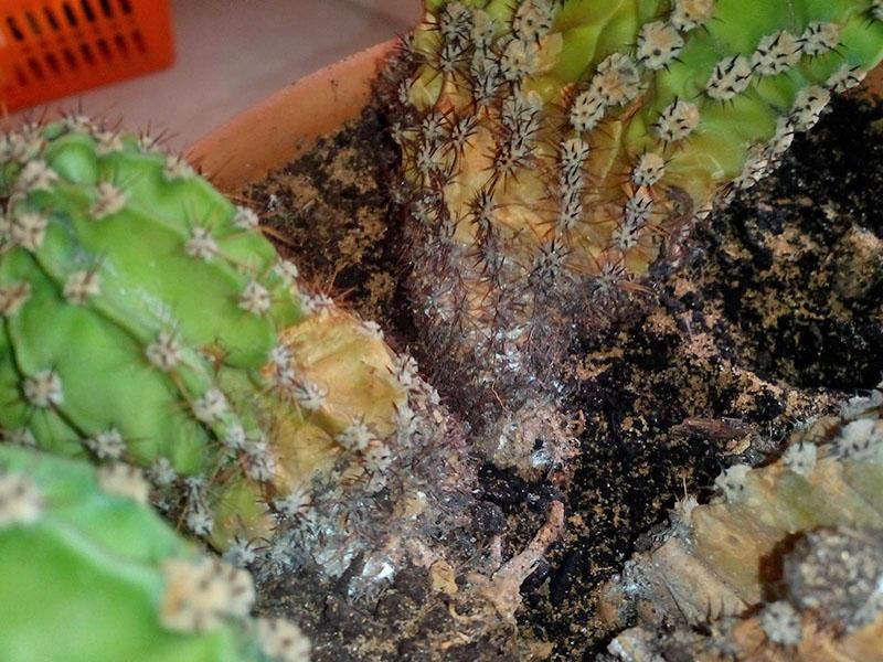 punaise des racines sur un cactus