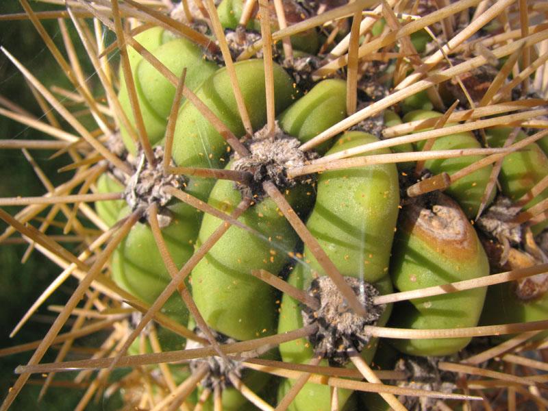 plagas de cactus ácaros araña