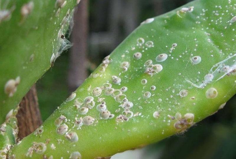 fourreau et faux bouclier sur un cactus