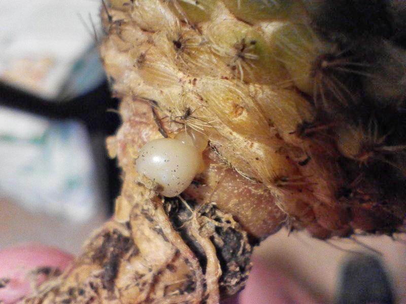 nématodes ravageurs des cactus