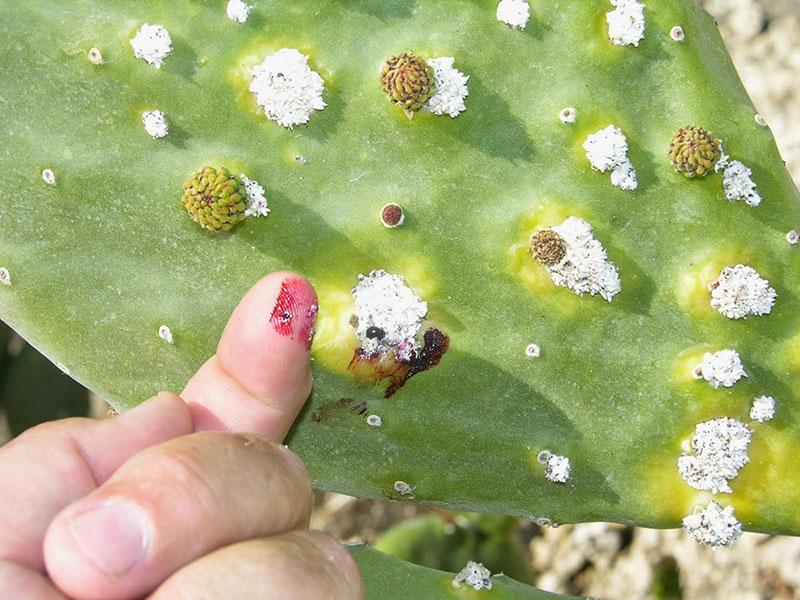 pucerons sur un cactus