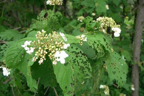 agujeros en las hojas de viburnum