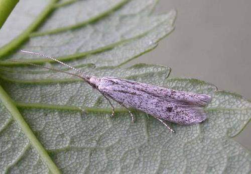 polilla del casquillo