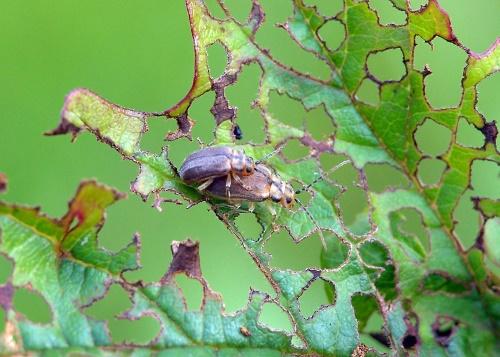 escarabajo viburnum