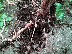 Plante affectée par le nématode des racines