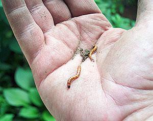 Plaga de la patata del gusano de alambre