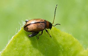 Puce de pomme de terre