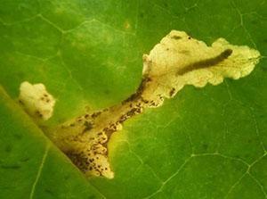 Feuille de pomme de terre endommagée par les puces
