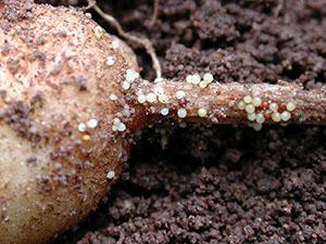 Patata nematodo dorado