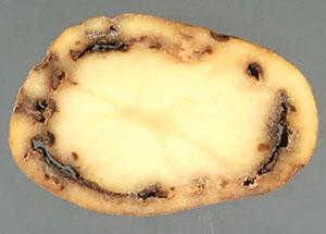 Tubercule affecté par le nématode des tiges