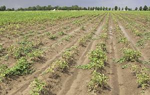 Champ de pommes de terre touché par le nématode
